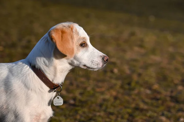 Cute Szczeniak Biały Pies Spacery Parku Relaks Pet Collie Mix — Zdjęcie stockowe