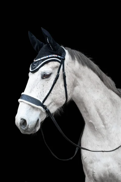 Linda Helathy Deslumbrante Cavalo Branco Garanhão Égua Fundo Preto — Fotografia de Stock