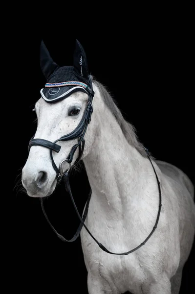 Beautiful Helathy Stunning White Horse Stallion Mare Black Background Stock Photo