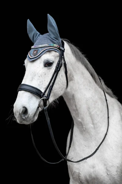 Piękna Helathy Wspaniałe Biały Koń Ogier Klacz Czarnym Tle — Zdjęcie stockowe