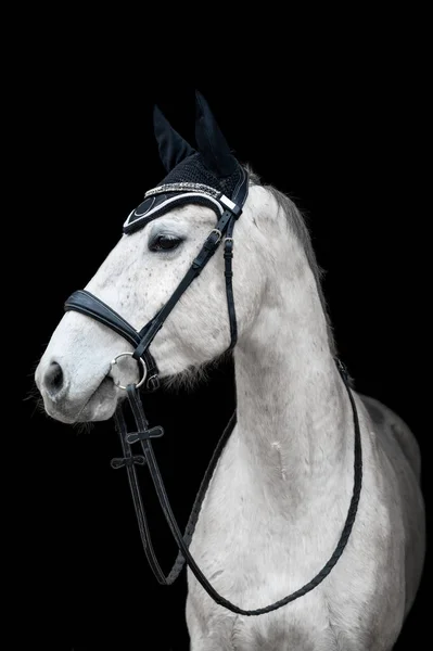 Linda Helathy Deslumbrante Cavalo Branco Garanhão Égua Fundo Preto — Fotografia de Stock