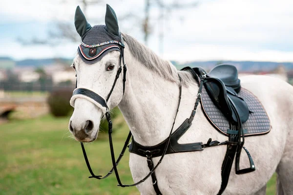 Mooie Witte Paard Hengst Merrie Portret Natuur Achtergrond — Stockfoto