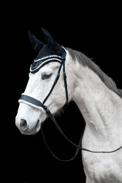 Beautiful Helathy Stunning White Horse Stallion Mare Black Background Royalty Free Stock Photos