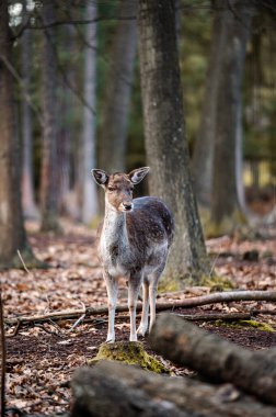 Fallow deer dama in the forest