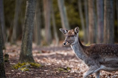 Fallow deer dama in the forest
