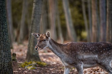 Fallow deer dama in the forest