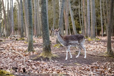 Fallow deer dama in the forest