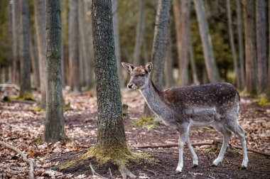Fallow deer dama in the forest