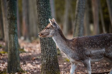 Fallow deer dama in the forest