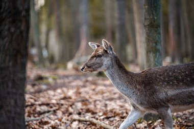 Fallow deer dama in the forest
