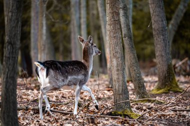 Fallow deer dama in the forest