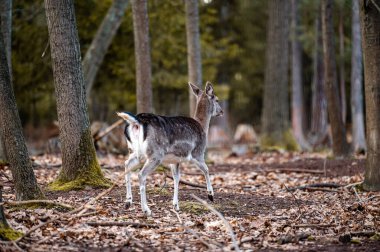 Fallow deer dama in the forest