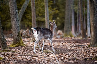 Fallow deer dama in the forest