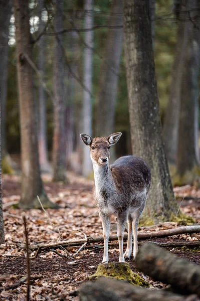 Fallow Deer Dama Dama Лесу — стоковое фото