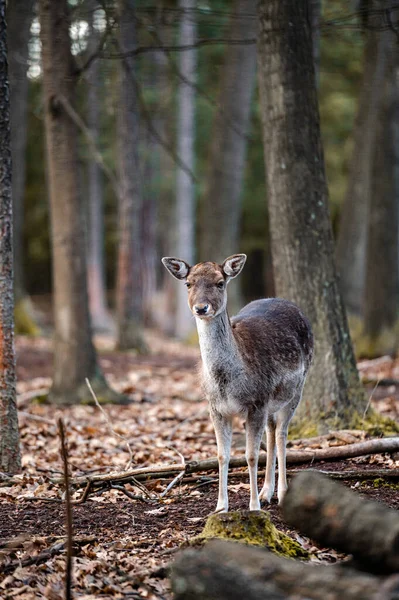 Fallow Deer Dama Dama Лесу — стоковое фото