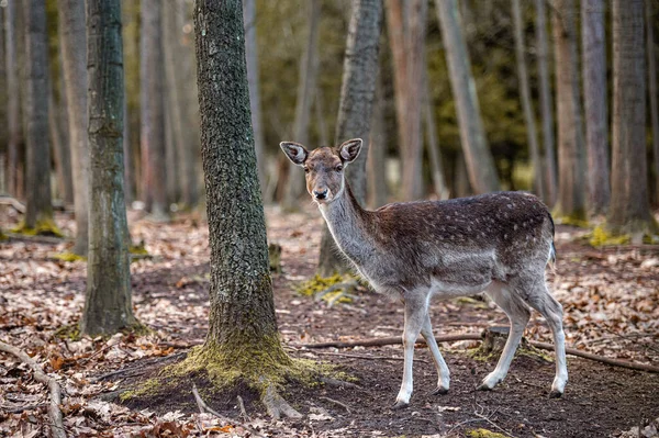 Fallow deer dama in the forest