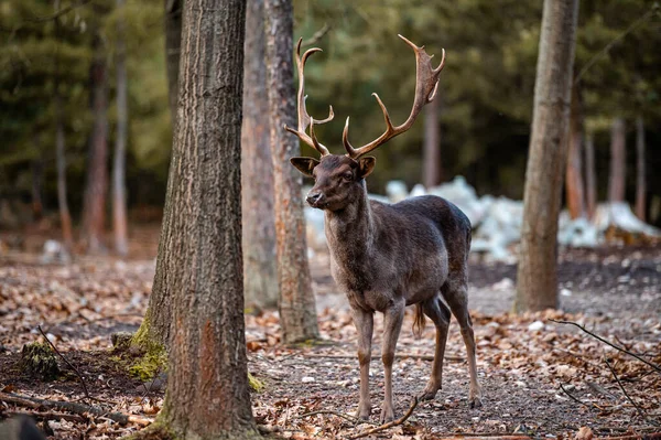 Fallow Deer Dama Dama Лесу — стоковое фото