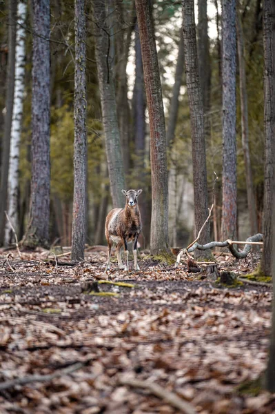 Fallow Deer Dama Forest — Stok fotoğraf