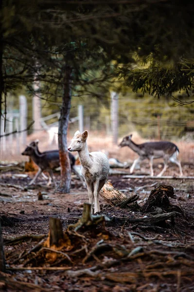 Damhert Dama Dama Het Bos — Stockfoto