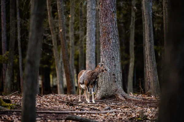 Daini Dama Dama Nella Foresta — Foto Stock