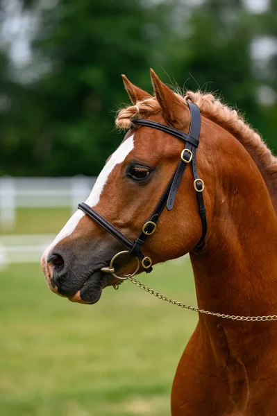 馬のショーで馬の肖像画 素敵なボケ — ストック写真