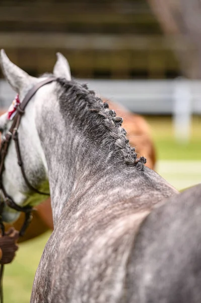 Portrait Horse Horse Show Nice Bokeh — Stock Photo, Image