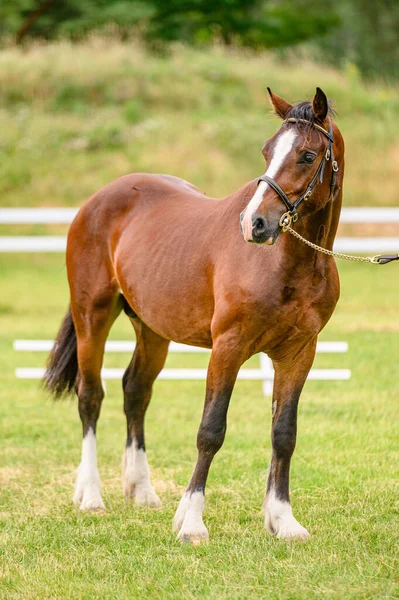 Ritratto Cavallo Mostra Bel Bokeh — Foto Stock