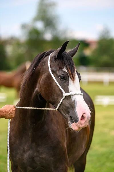 Portrait Horse Horse Show Nice Bokeh — Stock Photo, Image