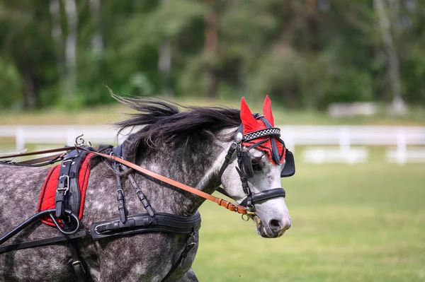 Koşumlu bir atın portresi.