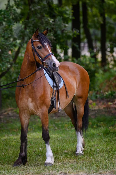 Portrait Horse Horse Show Nice Bokeh — Stock Photo, Image