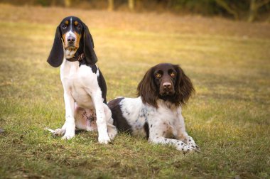 Sonbaharda çayırda av köpeği avlamak. İşaret eden köpek..