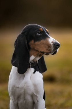 Sonbaharda çayırda av köpeği avlamak. İşaret eden köpek..