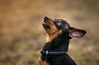 Sonbaharda doğada yaşayan Prag Ratter adlı bir köpek türünün yakın plan portresi..