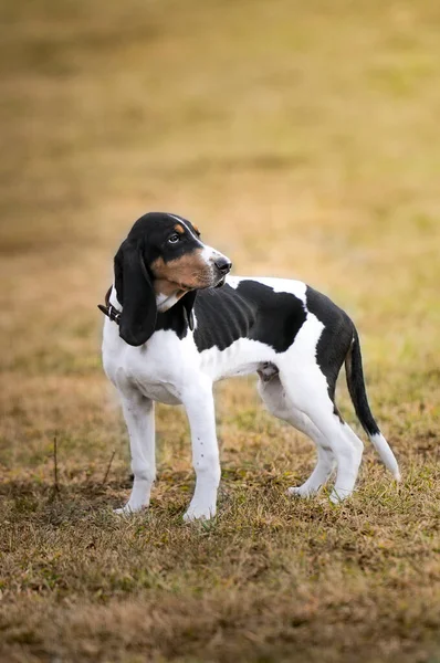 Jakthund Ängen Hösten Pekhund — Stockfoto