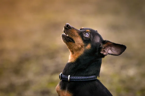 Close Portret Van Een Hond Ras Praag Ratter Natuur Achtergrond — Stockfoto