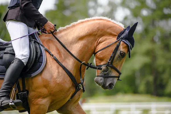 Portrait Horse Horse Show Nice Bokeh — Stock Photo, Image