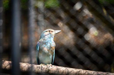 Doğanın dalında renkli bir kuş.