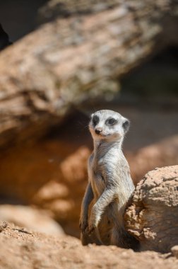 Doğa ortamında mirket portresi.