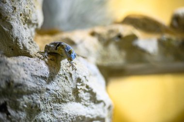 Kayanın üzerindeki bir kertenkele portresi.