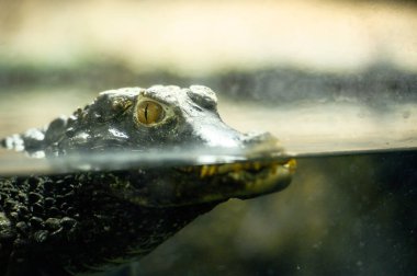 Timsahın yakın plan portresi.