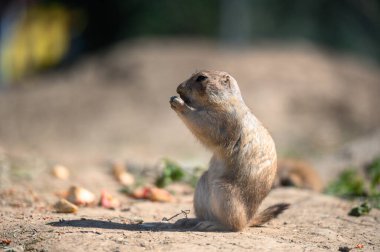 Cynomys ludovicianus doğa arka planında.
