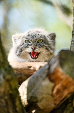 Ağacın dalında vahşi hayvan manülü.
