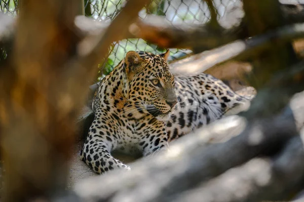 Krásný Gepard Ležící Hledající Pozadí Přírody — Stock fotografie