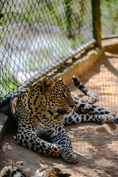 Krásný Gepard Ležící Hledající Pozadí Přírody — Stock fotografie