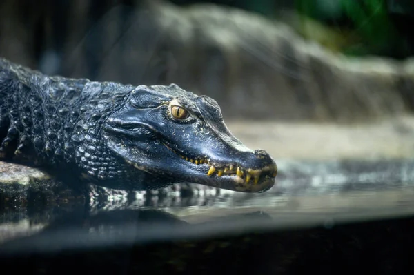 Detailní Portrét Krokodýla — Stock fotografie