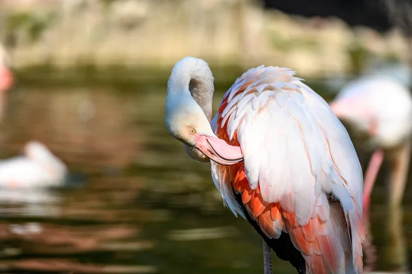 Mooie Wilde Roze Flamingo Het Water — Stockfoto
