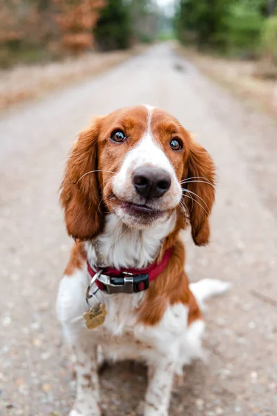 Belle Mignon Heureux Chien Épagneul Printemps Gallois Bonne Santé Dans — Photo