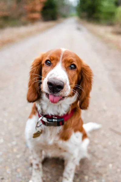 Όμορφη Χαριτωμένο Χαρούμενο Υγιές Σκυλί Ελατηρίου Welsh Springer Spaniel Στο — Φωτογραφία Αρχείου