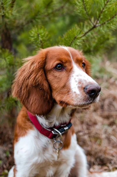 Piękne Słodkie Szczęśliwy Zdrowe Walijski Springer Spaniel Pies Lesie — Zdjęcie stockowe