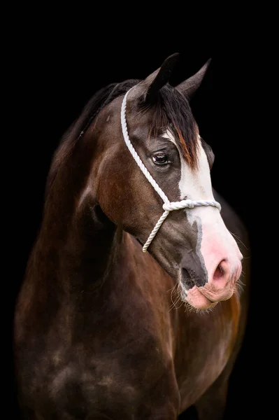 Impressionante Cavalo Preto Garanhão Égua Retrato Com Halter Fundo Preto — Fotografia de Stock